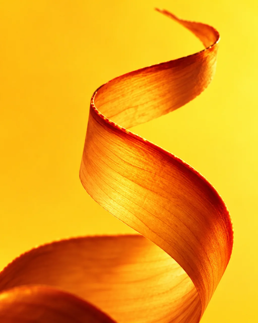 A delicate translucent dried leaf ribbon curves into an elegant spiral against a glowing yellow studio background.