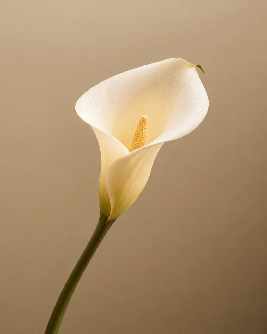 A single white calla lily in soft light against a warm beige studio backdrop.