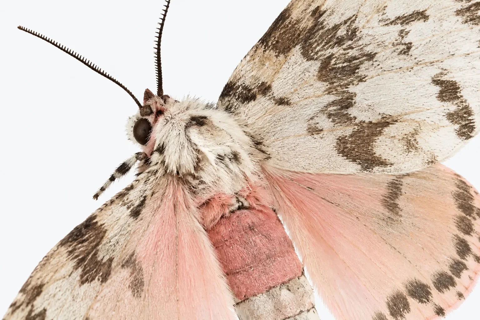 A high-detail macro photograph of a moth with pastel pink and speckled wings resting against a pure white background.