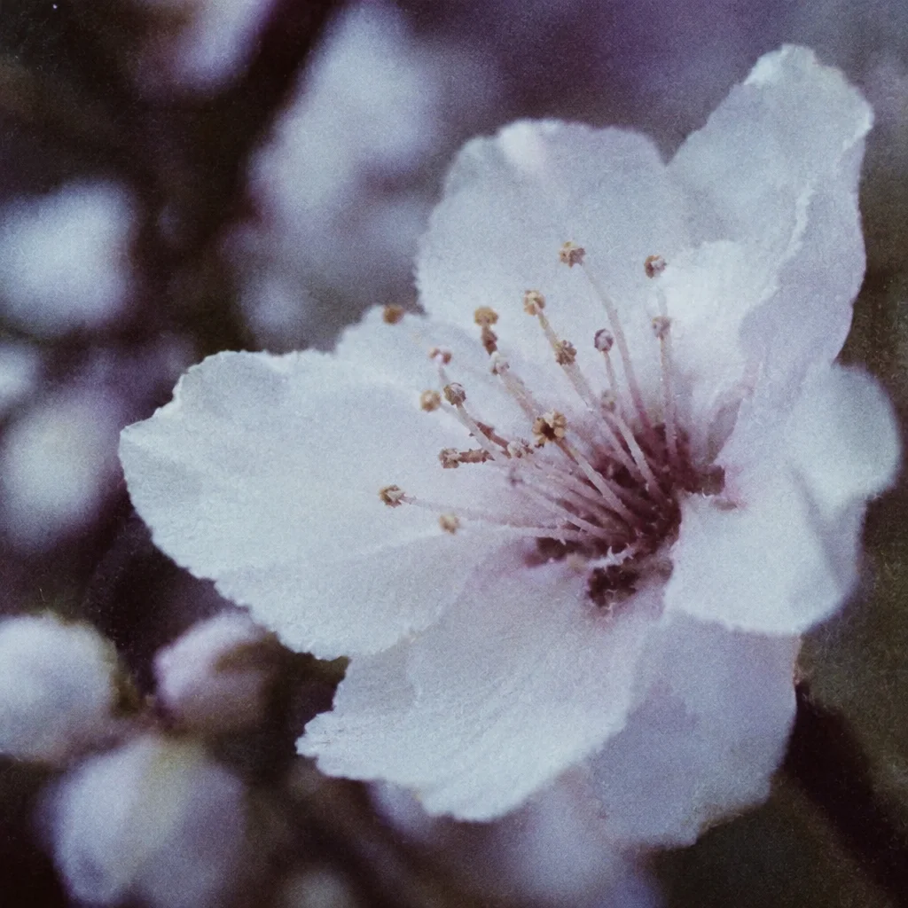 A grainy, close-up view of a pale spring blossom showing delicate petals and stamens against a muted background.