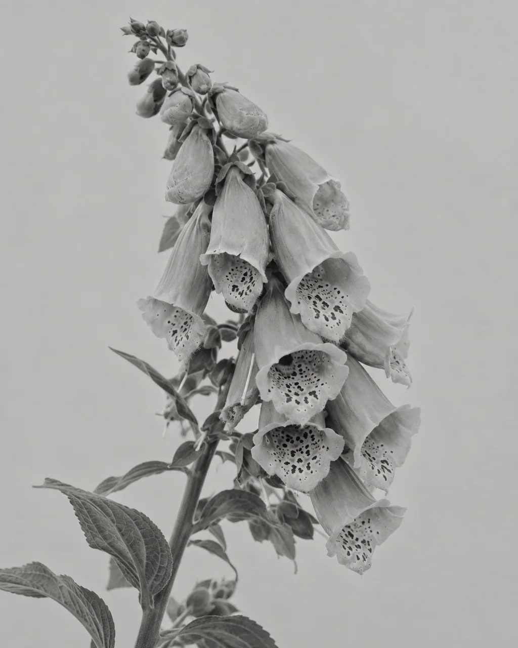 A black-and-white botanical study of a blooming foxglove stalk with freckled bell-shaped flowers against a pale neutral background.