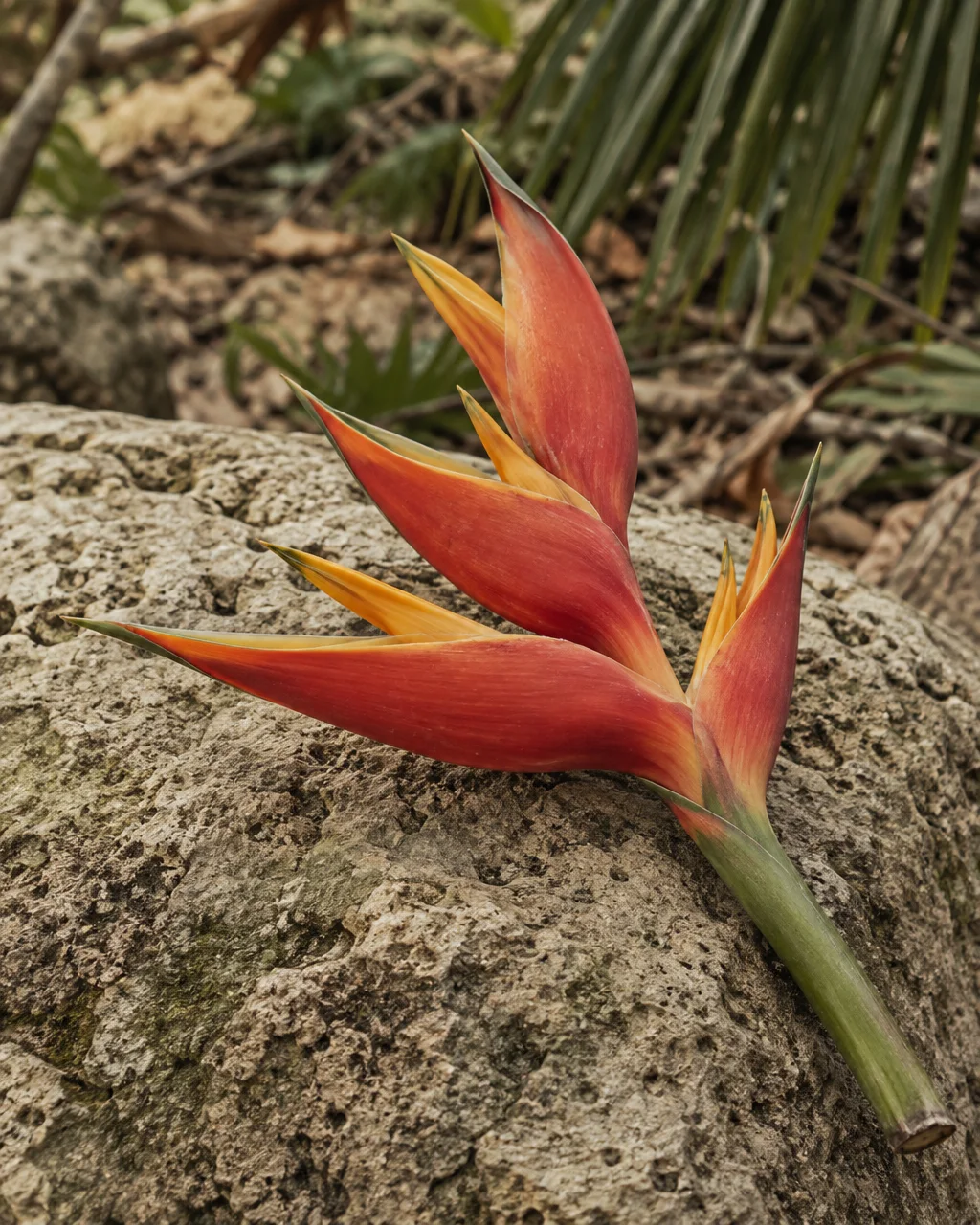 A vibrant red and yellow heliconia flower rests on a porous, textured limestone rock outdoors.