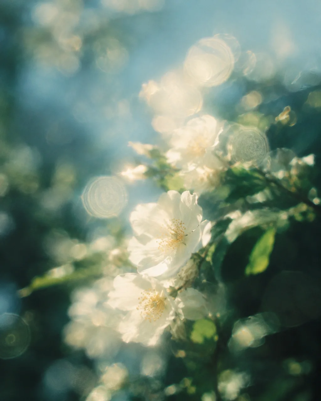 Sunlit white wild rose flowers glowing against a soft green backdrop with shimmering circular bokeh.