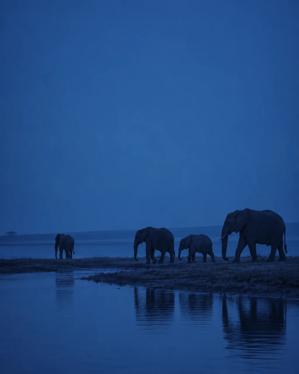 A family of elephants walks along a shoreline at twilight, their silhouettes mirrored in still blue water under an expansive evening sky.