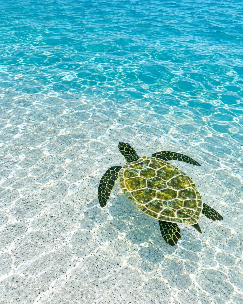 A green sea turtle swims through crystal-clear turquoise ocean water, with sunlight casting rippled caustic patterns across the sandy seabed.