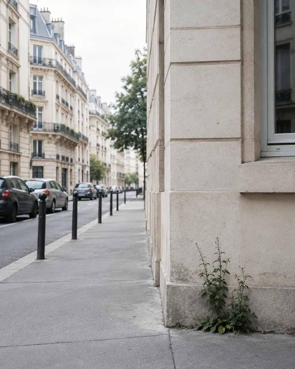 A small green weed sprouts from the base of a pale limestone building along a quiet city sidewalk.