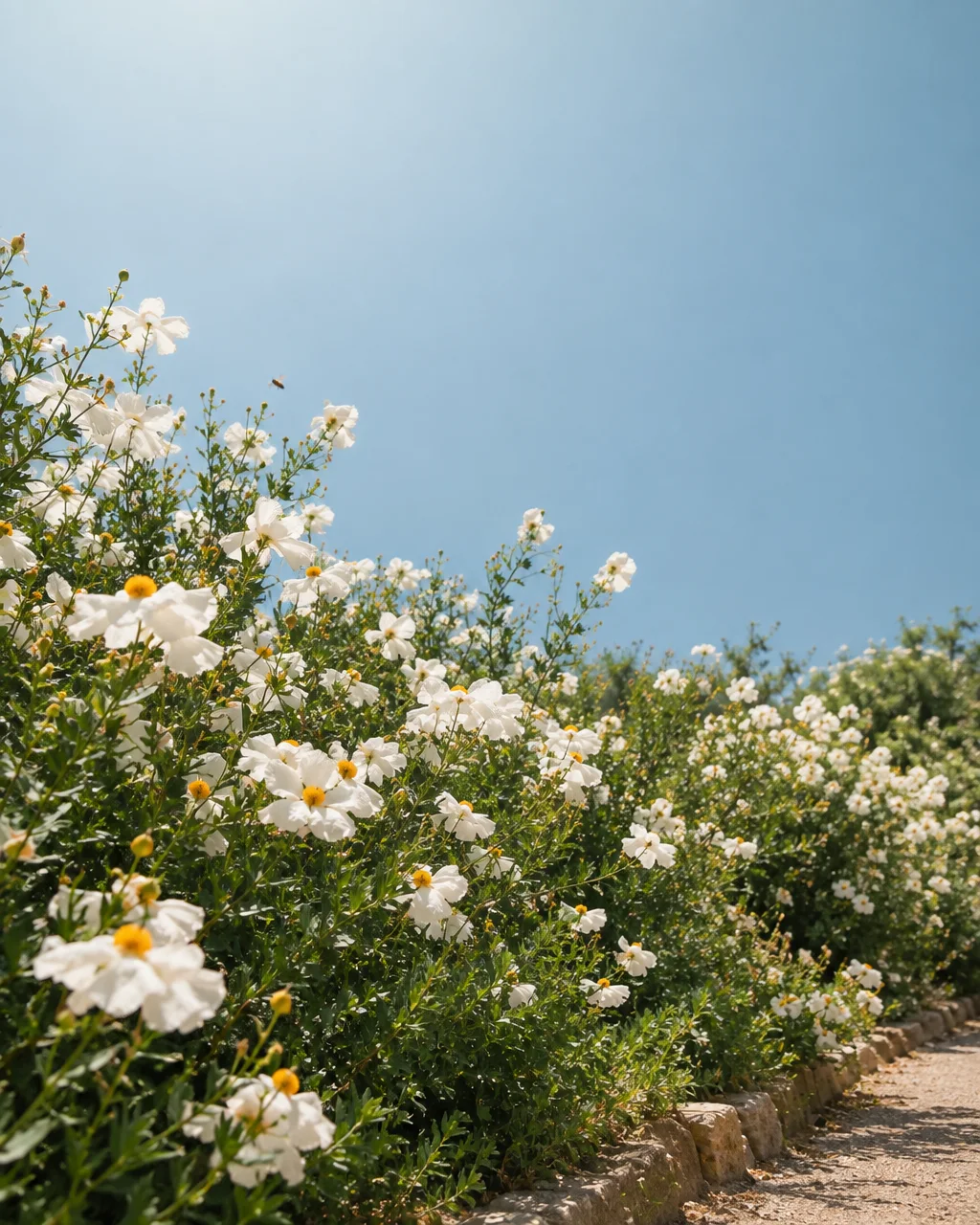 A row of blooming white flowers lines a stone path beneath a bright, open blue sky.