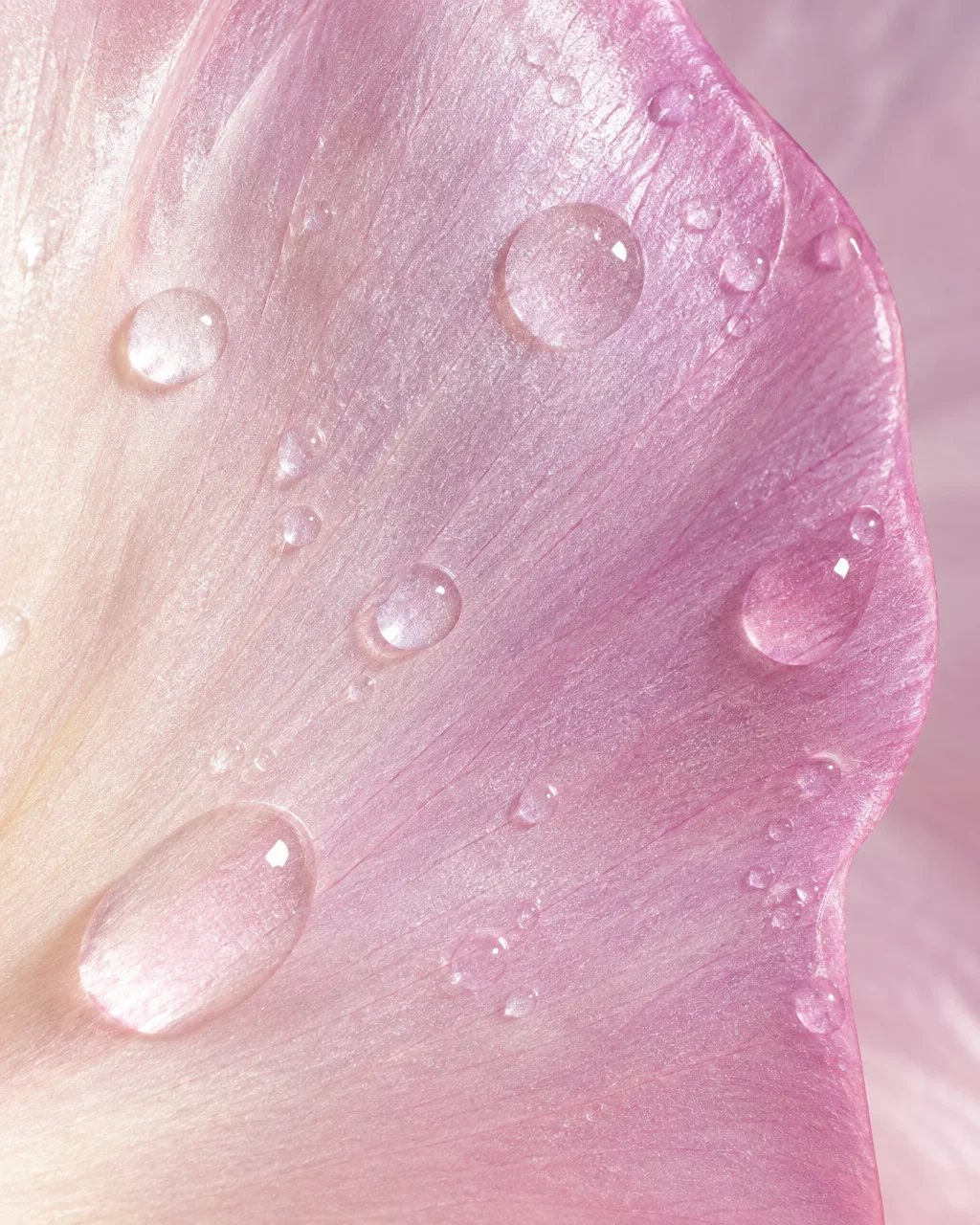 An extreme macro view of clear water droplets beaded across the textured surface of a soft pink flower petal.