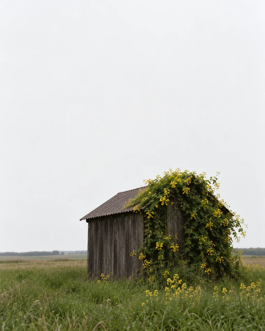 A weathered wooden shed covered with flowering green vines sits isolated in an open grassy field beneath an overcast sky.