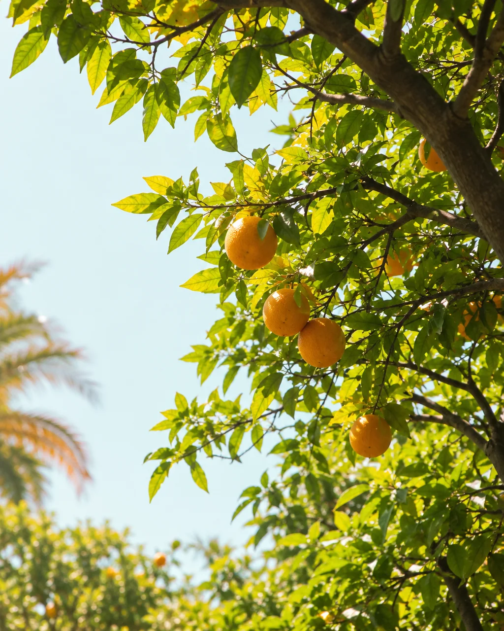 Ripe oranges hanging from lush green branches on a citrus tree against a clear sunny sky.