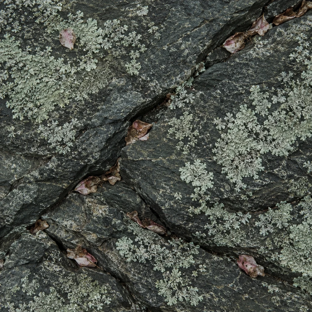 texture for single-estate high-elevation reserve tea
